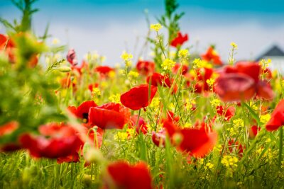 Fototapete Mohnblumen - Das Mohnfeld