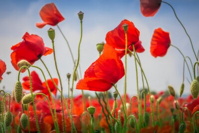 Fototapete Mohnblumen - Das Mohnfeld