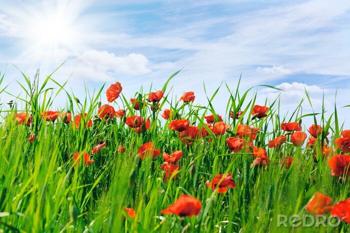 Fototapete Mohnblumen Gras und blauer Himmel