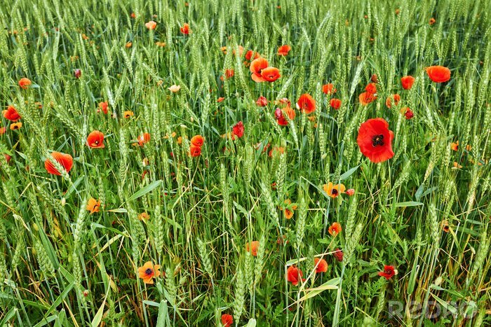 Fototapete Mohnblumen im Getreide und Pflanzen