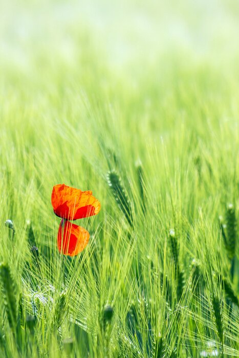 Fototapete Mohnblumen im grünen Getreide