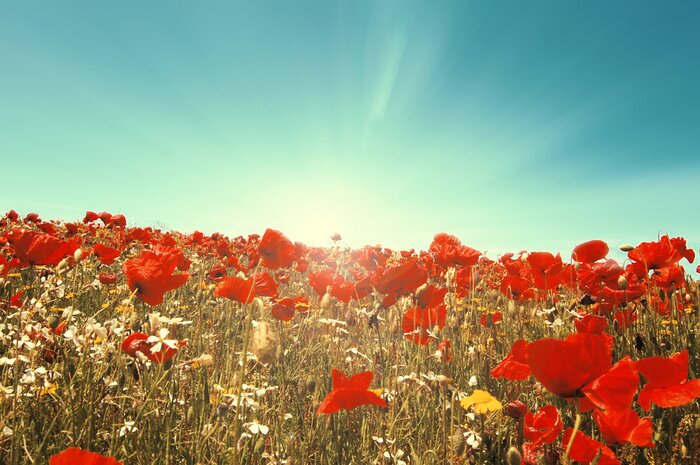 Fototapete Mohnblumen im Weizen