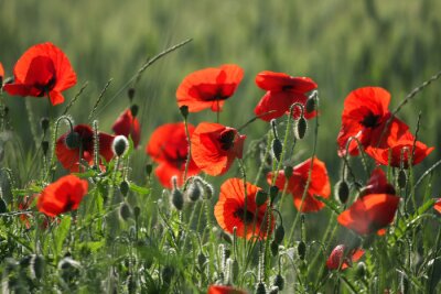 Fototapete Mohnblumen in der Sonne auf einer Wiese