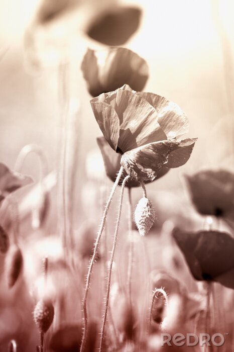 Fototapete Mohnblumen mit Sepia-Effekt