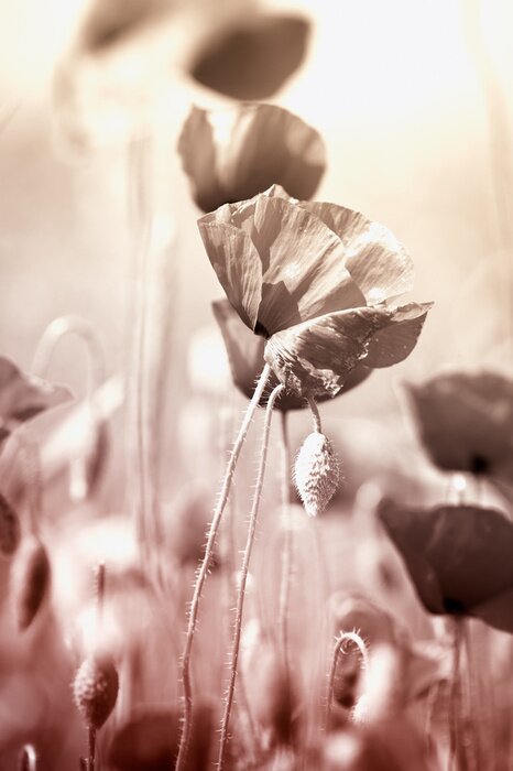 Fototapete Mohnblumen mit Sepia-Effekt