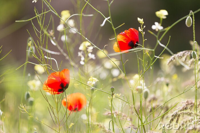 Fototapete Mohnblumen Natur und Gräser
