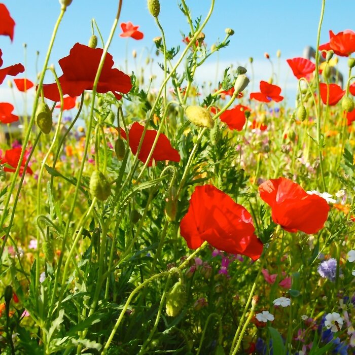 Fototapete Mohnblumen und Feldnatur