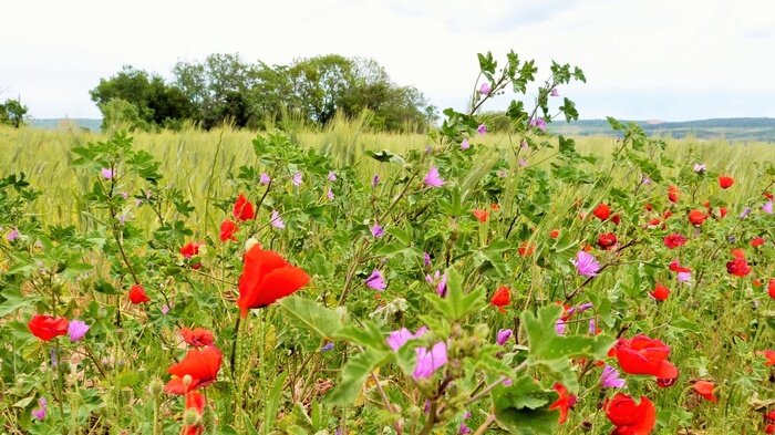 Fototapete Mohnblumen und Feldsträucher