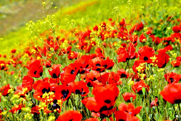 Fototapete Mohnblumen und gelber Raps