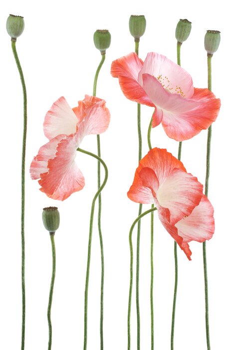 Fototapete Mohnblumen und Knospen auf weißem Hintergrund