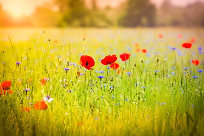 Fototapete Mohnblumen und Kornblumen auf der Wiese