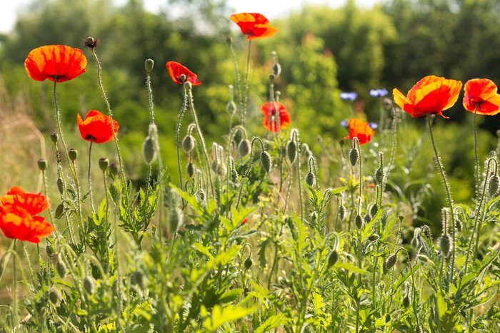 Fototapete Mohnblumen und Kornblumen in der Sonne