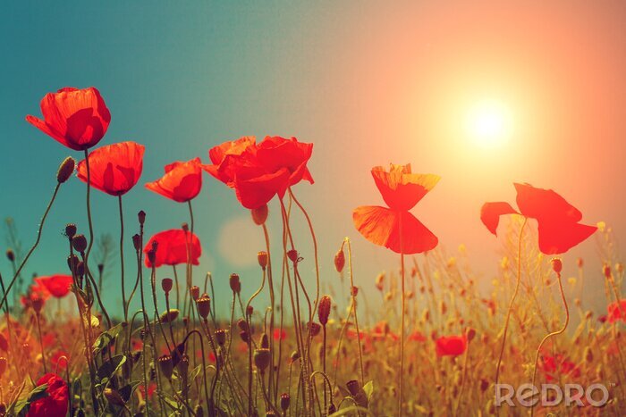 Fototapete Mohnblumen und rote Sonne