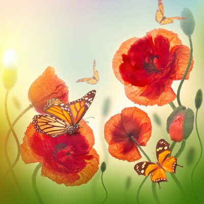 Fototapete Mohnblumen und Schmetterlinge