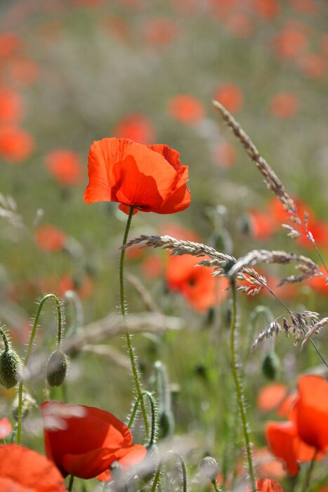Fototapete Mohnblumen und Wildpflanzen
