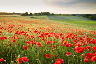 Fototapete Mohnblumenfeld bei Sonnenuntergang