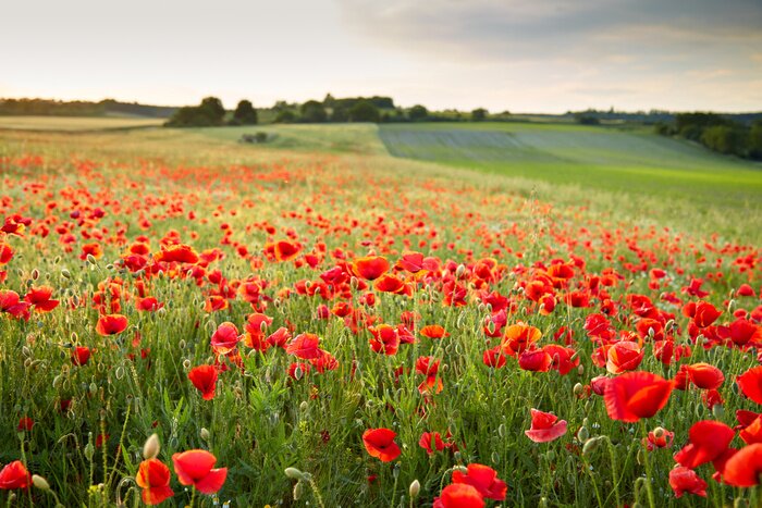 Fototapete Mohnblumenfeld bei Sonnenuntergang