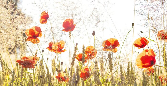 Fototapete Mohnblumenfeld im Sommer