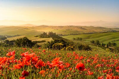 Fototapete Mohnblumenfeld vor einer wunderschönen Kulisse der Toskana