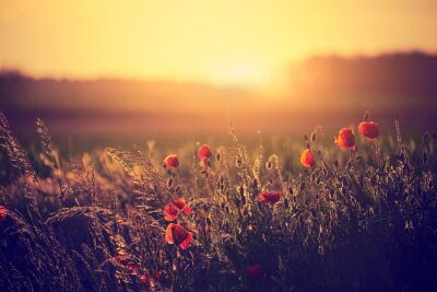 Fototapete Mohnblumenwiese und Sonnenuntergang