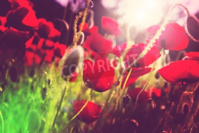 Fototapete Mohne auf der Wiese