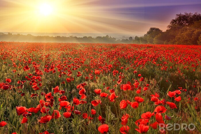 Fototapete Mohnewiese am sonnigen Tag