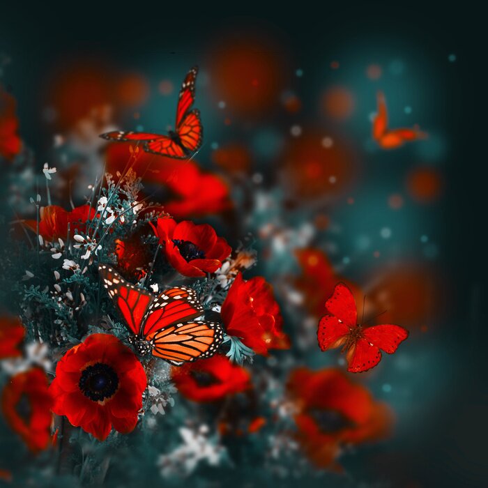 Fototapete Mohnfeld und grüne Gras und Schmetterling