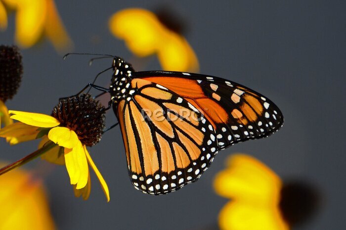 Fototapete Monarchfalter auf einer gelben Blume