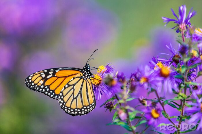 Fototapete Monarchfalter sitzt auf violetten Astern