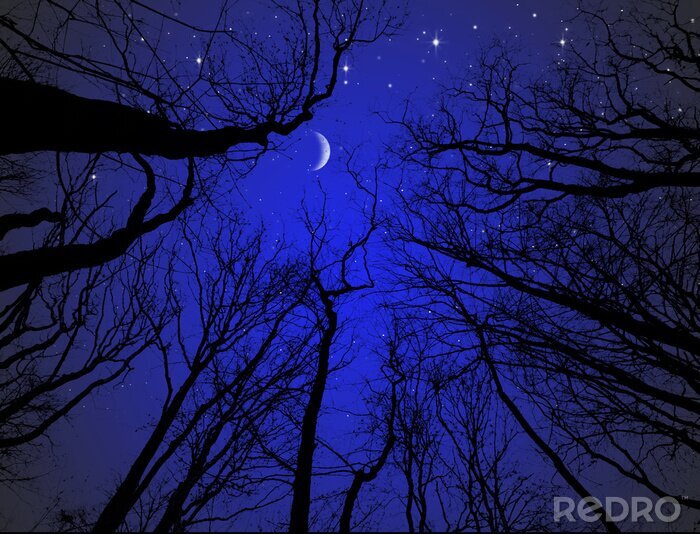 Fototapete Mond und Sterne inmitten von Baumkronen