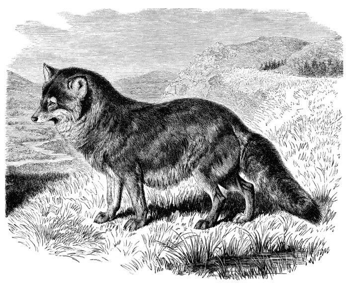 Fototapete Monochromatische Abbildung des Tieres