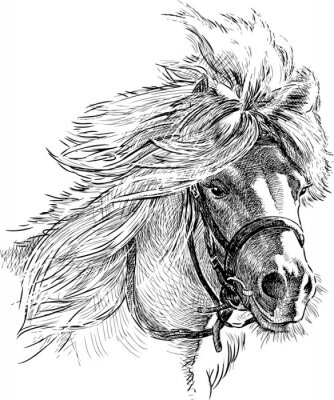 Fototapete Monochromatische Skizze des Ponys