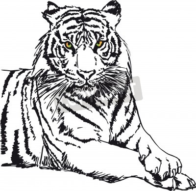 Fototapete Monochromatische skizze eines tigers