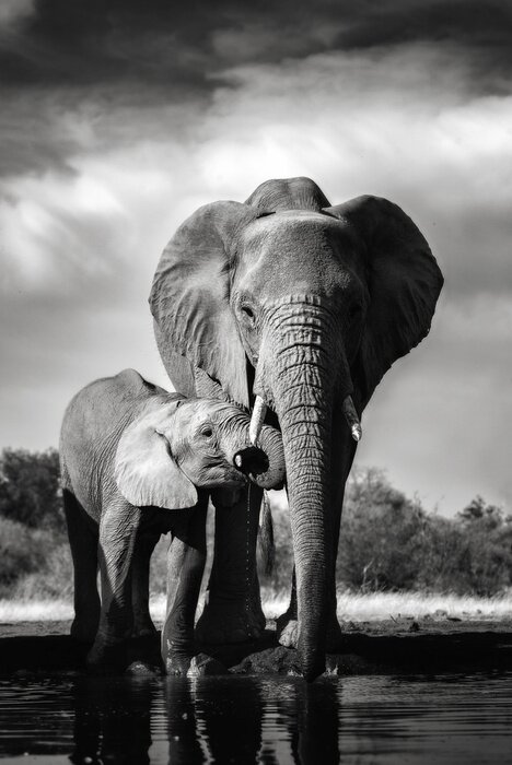 Fototapete Monochromatisches Bild von Elefanten