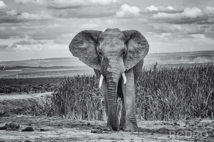 Fototapete Monochromatisches Muster mit einem Elefanten