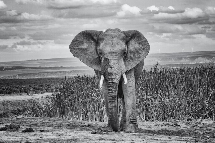 Fototapete Monochromatisches Muster mit einem Elefanten