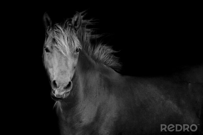 Fototapete Monochromatisches muster mit einer stute