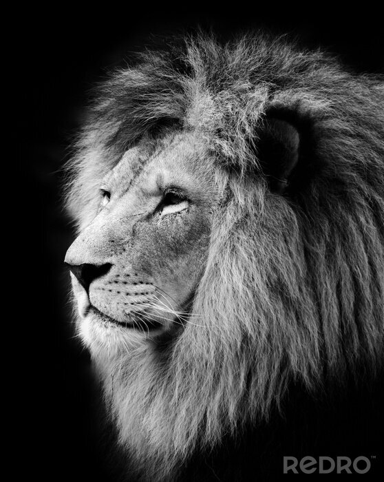 Fototapete Monochromatisches Muster mit Löwen