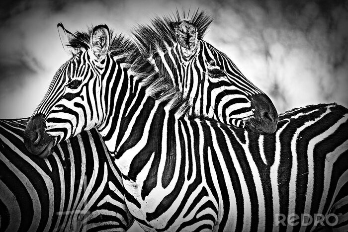 Fototapete Monochromatisches Muster mit Zebras