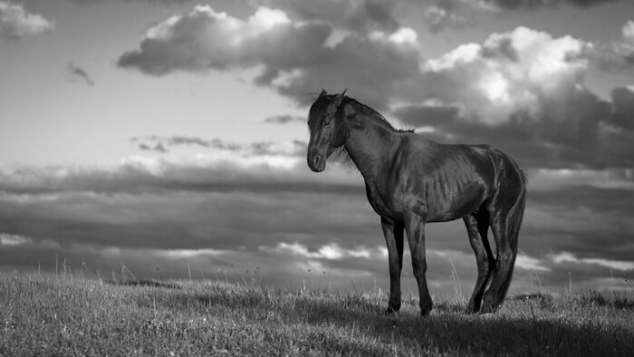 Fototapete Monochromatisches pferd-muster