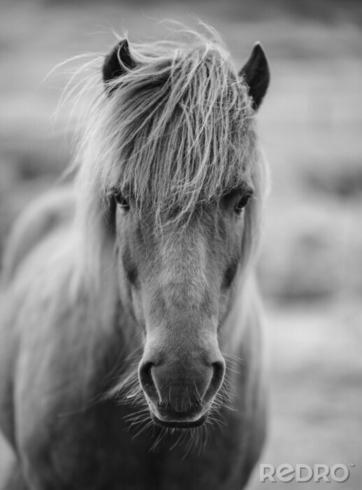 Fototapete Monochromatisches Pony auf grauem Hintergrund