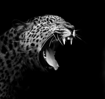 Monochromatisches Porträt eines Leoparden