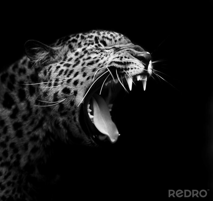 Fototapete Monochromatisches Porträt eines Leoparden
