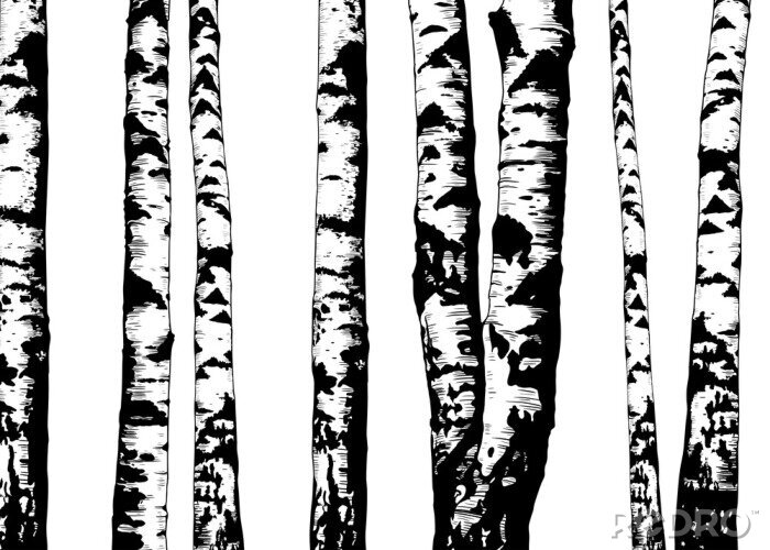 Fototapete Monochrome Stämme in einem Birkenwald