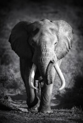 Fototapete Monochromes Elefanten-Motiv