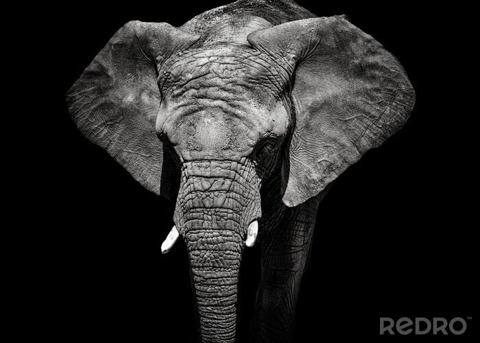 Fototapete Monochromes Porträt eines Elefanten