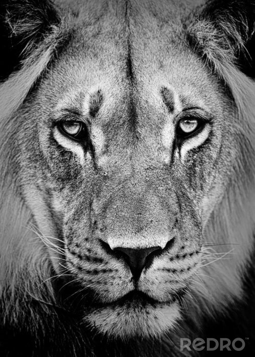 Fototapete Monochromes Porträt eines Löwen