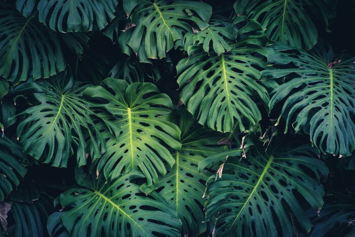 Fototapete Monstera aus Regenwald