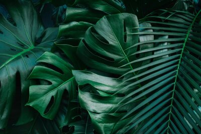 Fototapete Monstera-Blätter