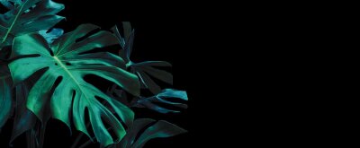 Fototapete Monstera Pflanze auf dunklem Hintergrund